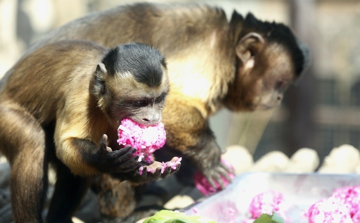 清明假期，济南动物园里感受食物丰容新体验
