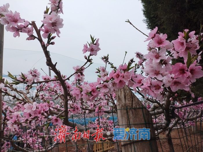 开往春天的巴士！济南公交60路邀您共赴“桃花之约”