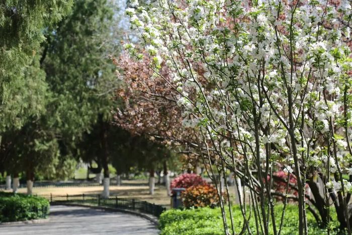 看这里！市属九大公园景区这样赏花打卡