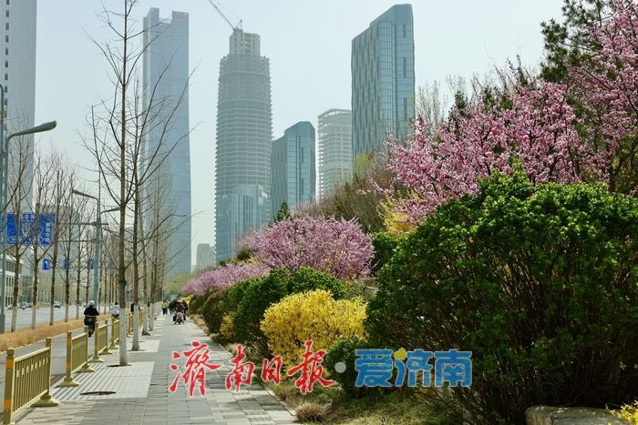济南CBD茂岭山山体公园春花烂漫，绘就城市春日盛景