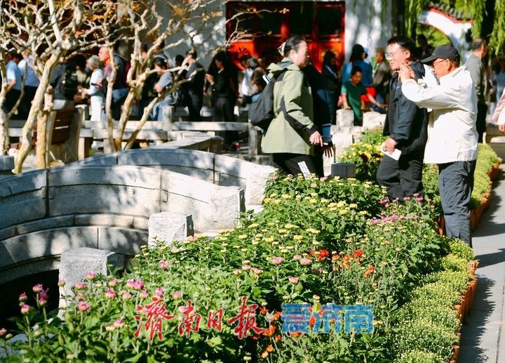 赏名泉喷涌品菊影婆娑，第47届趵突泉金秋菊展即将启幕