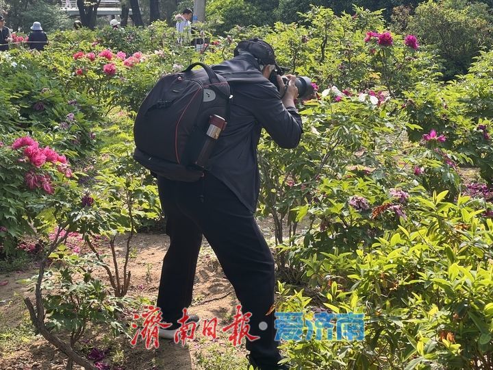 牡丹面前，你的样子真的不美