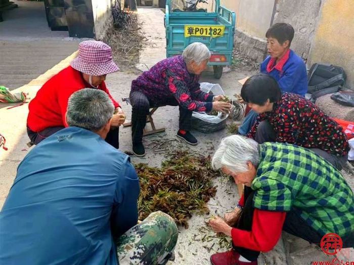 章丘宣讲带您走进舌尖上的“椿”天