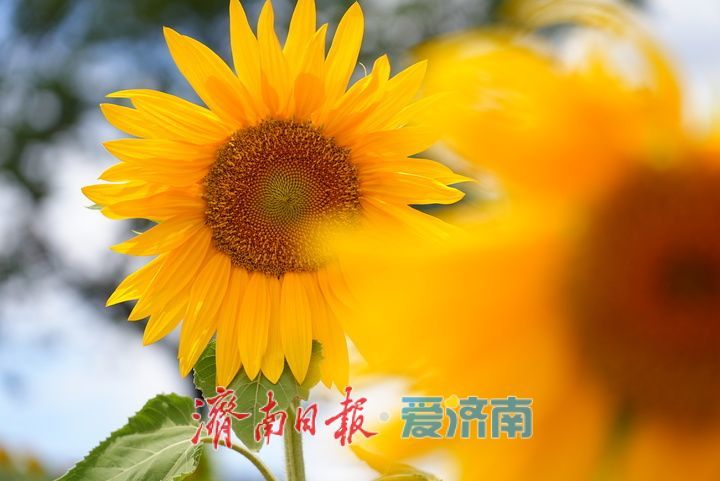 一年四季 泉在济南丨千年雄关花海盛放，古长城焕发新生机