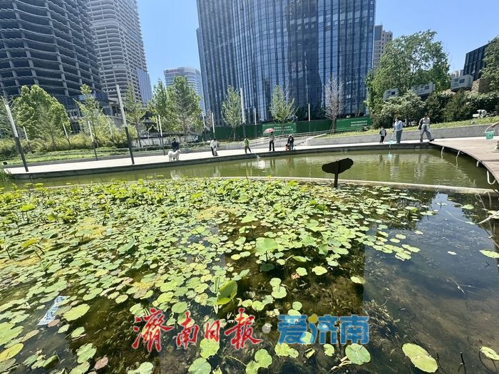 一年四季 泉在济南丨新荷为笔，蓝天为幕，济南绘就初夏画卷