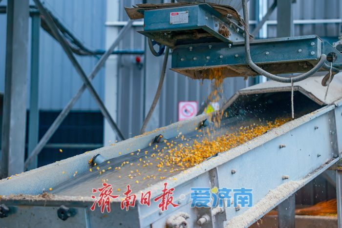 辐射7.5万亩，日烘1800吨：山东粮食烘干“旗舰”已就位，迎战阴雨天气