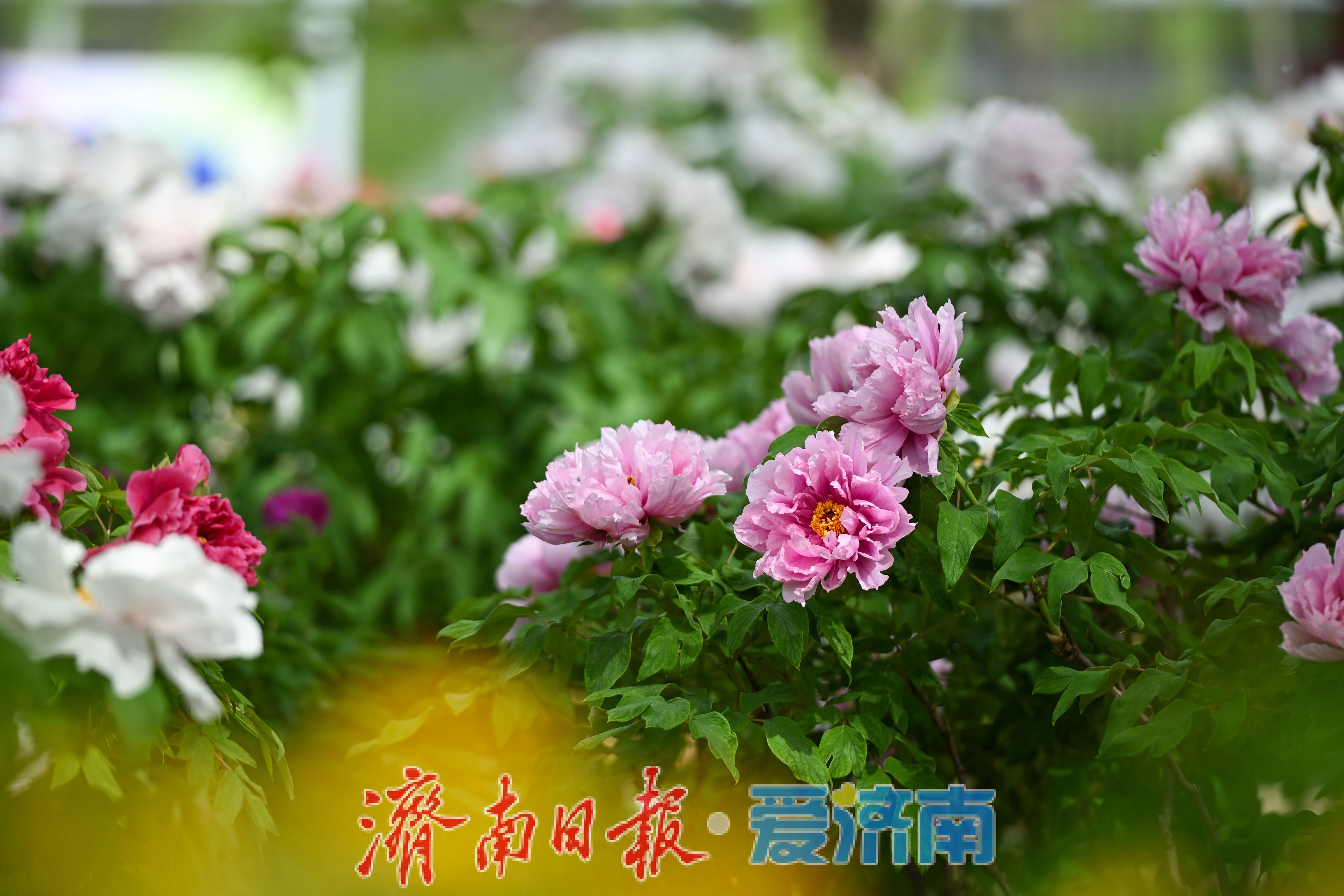 一年四季 泉在济南丨泉城公园牡丹盛放迎春 周末赏花人潮涌动