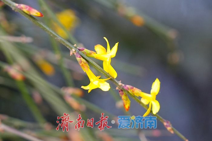 一年四季 泉在济南丨立春至，泉城迎春花初绽报春