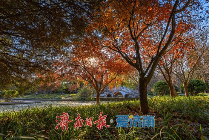 济南降温迎清透蓝天 南郊宾馆公园冬日景致美如画