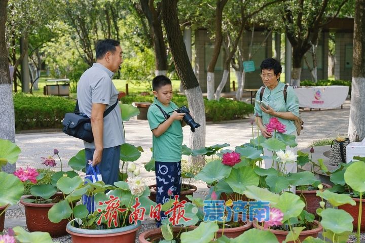 赏荷寻雅趣 市民打卡荷花文化雅集