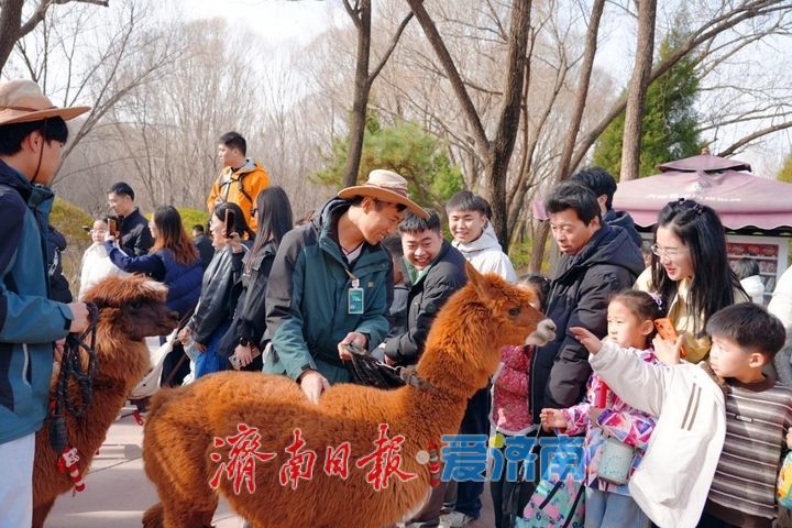 新春走基层｜客流高峰遇暖心坚守 济南野生动物世界初五迎春服务“不打折”