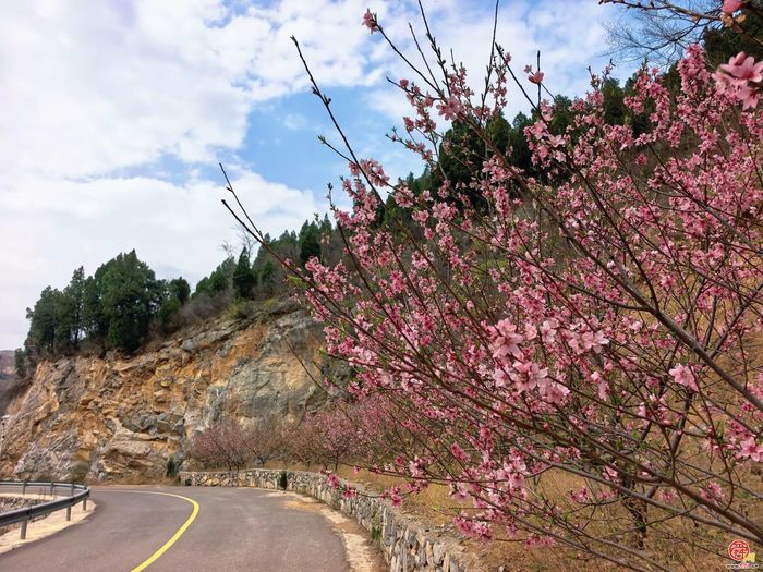 观花官庄丨石门村：桃花灼灼笑春风，诗画乡野待君来