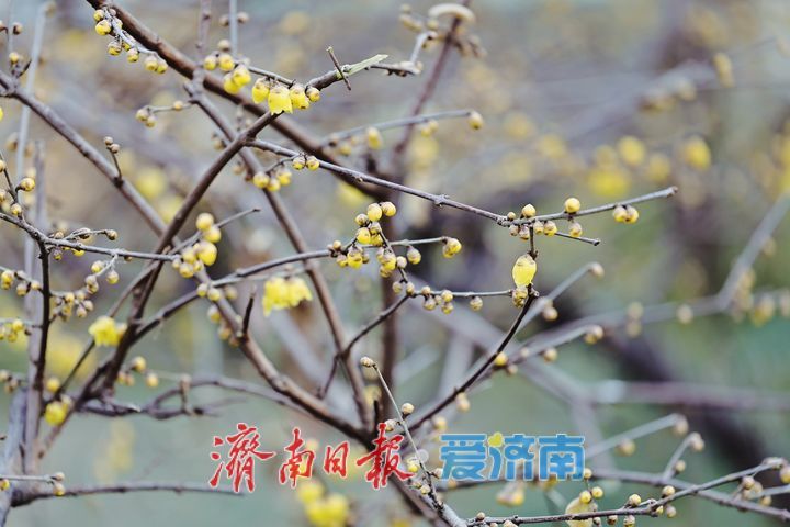 泉城年味气氛组已就位，是“蛇”候过年啦！