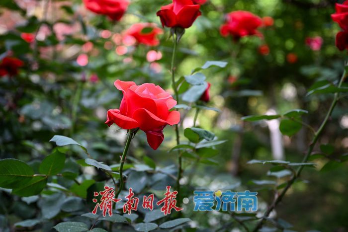 五龙潭公园花海引客来 月季蔷薇竞相绽放成拍照胜地