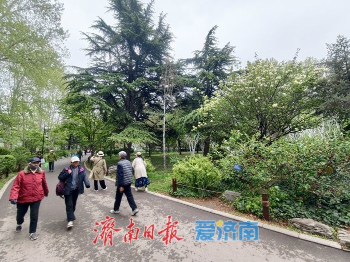 暮春时节，百花公园木本绣球清雅绽放