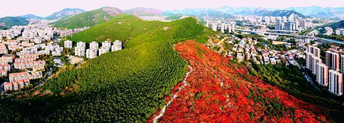 红绿交错平分秋色 济南蝎子山“鸳鸯火锅”景如画