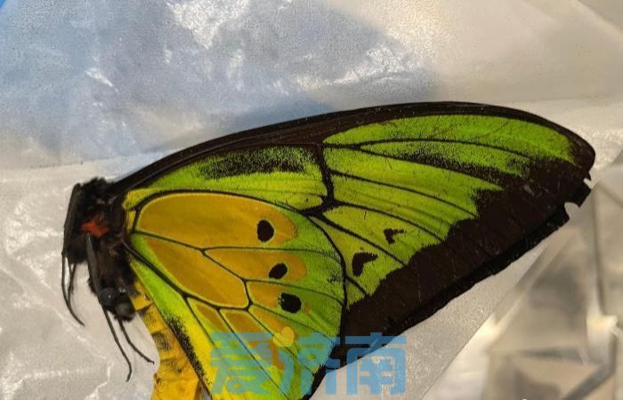 济南海关查获近800只蝴蝶标本 65只系濒危物种