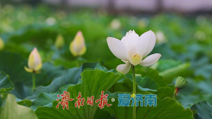 夏雨润荷 美里湖现诗意画卷