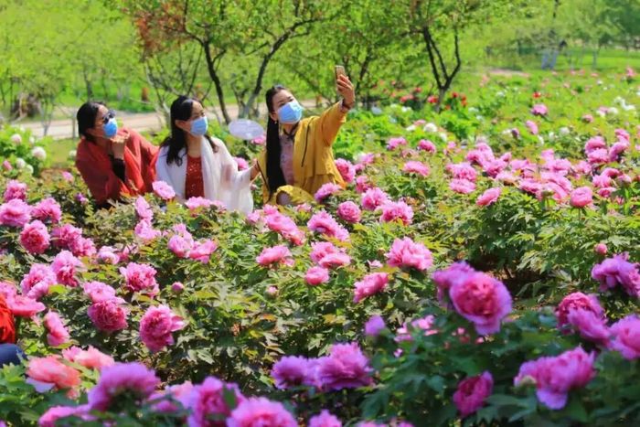 看这里！市属九大公园景区这样赏花打卡