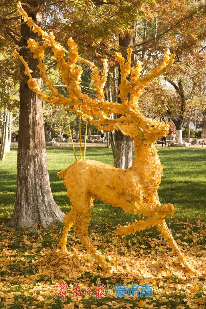 一年四季 泉在济南丨五龙潭水杉林现“银杏鹿”，落叶巧变打卡美景