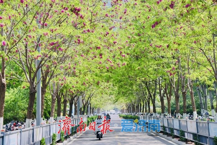 一年四季 泉在济南丨济南CBD槐花盛放 紫韵飘香绘就都市春景