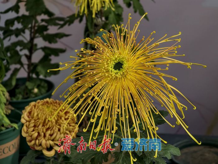 泉畔初冬，被菊花镶上了“金边”