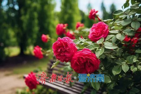 这个月下旬，来济南赏玫瑰除了去平阴，还有这些选择