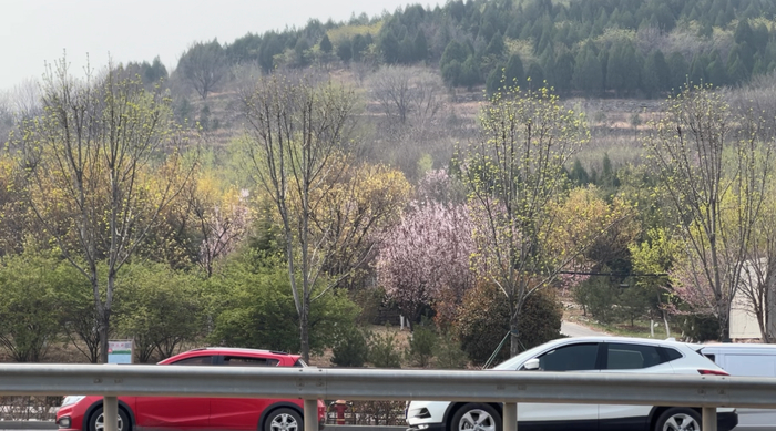 济南“赏樱经济”火热，“赏樱+露营”成不少人清明假期首选