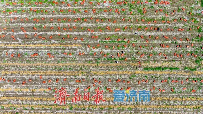 槐荫区玉清湖街道小杨庄洋葱喜获丰收 硕果飘香助农增收