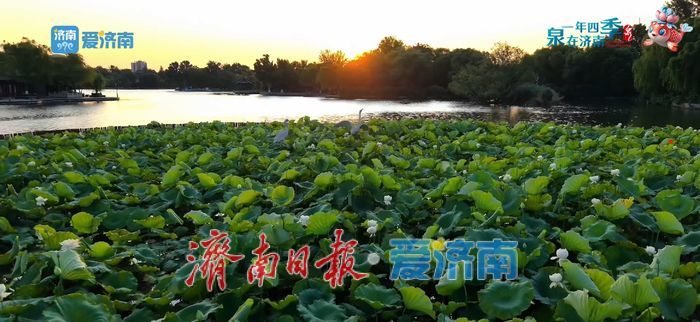 不花一分钱！济南这些绝美赏荷地，错过等一年！