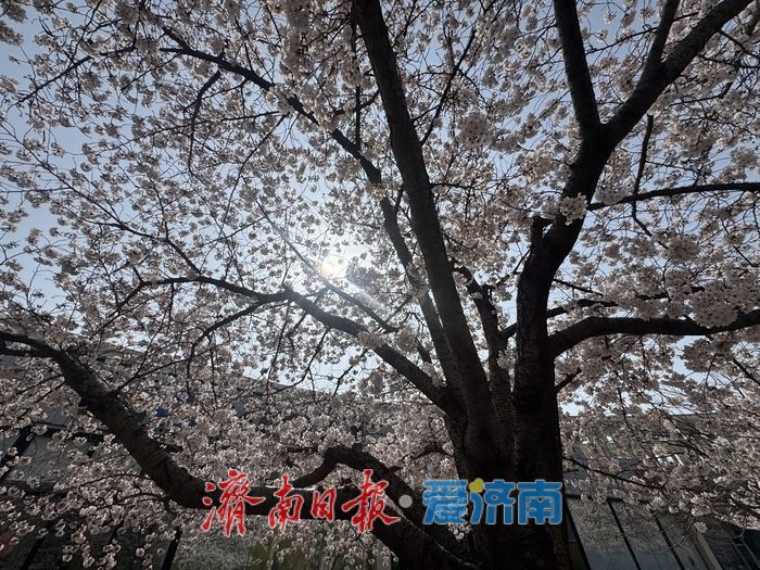 樱花映科创 泉城添春意 齐鲁软件园成春日打卡地