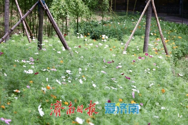 一年四季 泉在济南丨泉城公园波斯菊绚烂盛放 花海如画引市民打卡