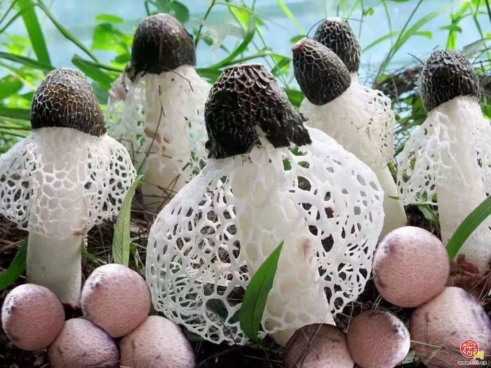 “这里是章丘！”·美食篇·龙山