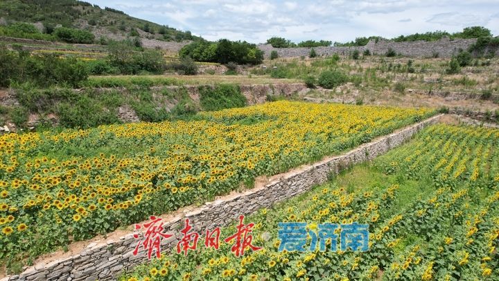 一年四季 泉在济南丨千年雄关花海盛放，古长城焕发新生机