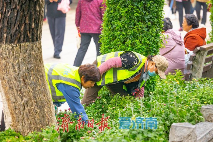 趵突泉菊花展筹备正酣，金秋文化盛宴即将开启