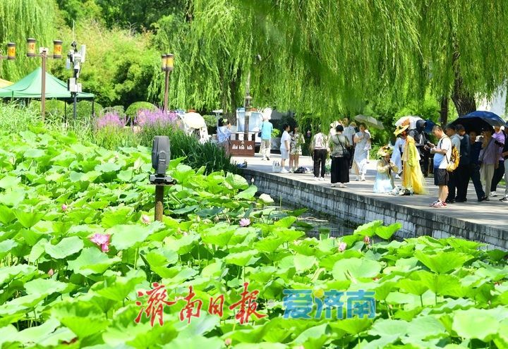 一年四季 泉在济南｜“荷”其有幸“香”约泉城，大明湖第一波荷花已绽放