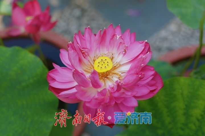 赏荷寻雅趣 市民打卡荷花文化雅集