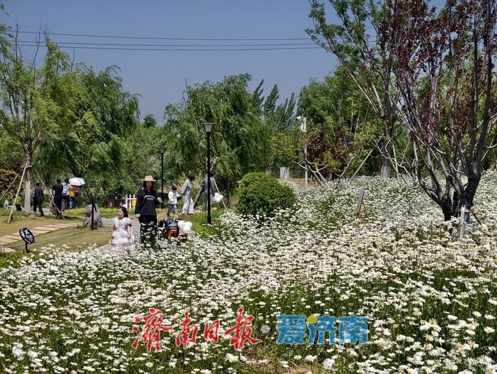 一年四季 泉在济南丨初夏限定！白泉大滨菊花海盛放引市民打卡
