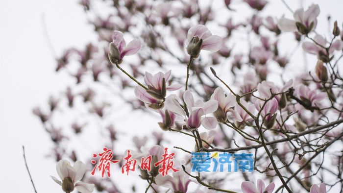 济南街头，玉兰花悄然绽放