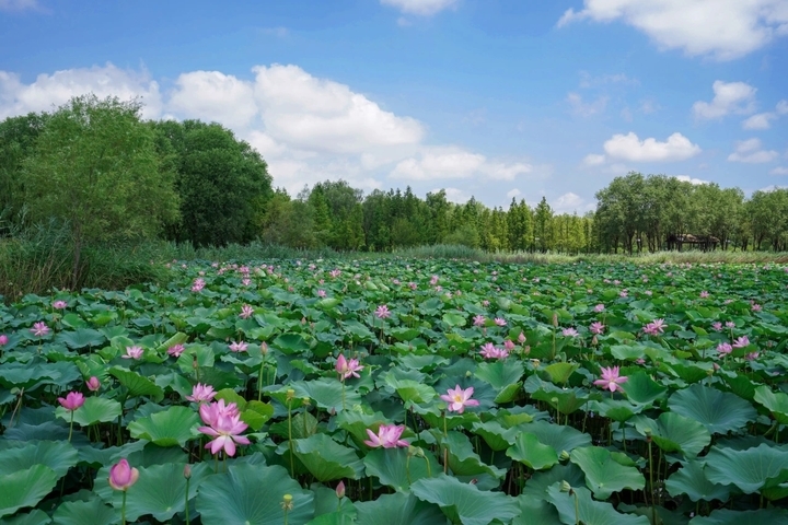 荷花盛开 夏意满塘！济西湿地展夏日绚丽画卷