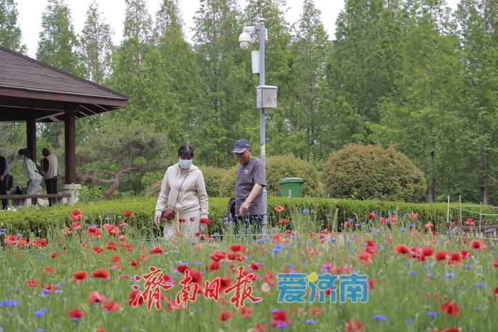 一年四季 泉在济南｜游园赏花过“五一” 缤纷花海引客来
