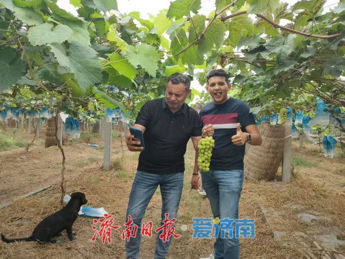 一年四季 泉在济南丨樱桃退场，甜蜜不散场！“泉果飘香”迎来“盛夏的果实”