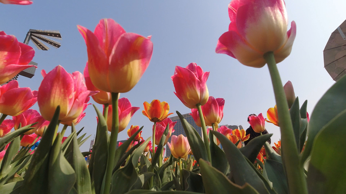 赏花、看柳、寻泉……提前预习济南的春天