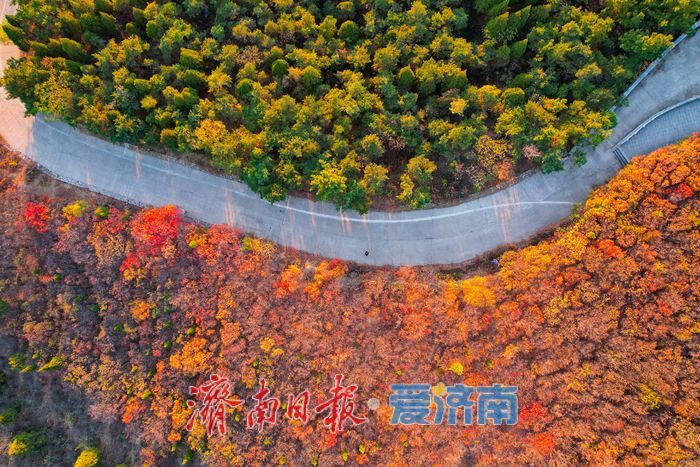 平分秋色！崮山公园漫山层林尽染 迎来最佳观赏期
