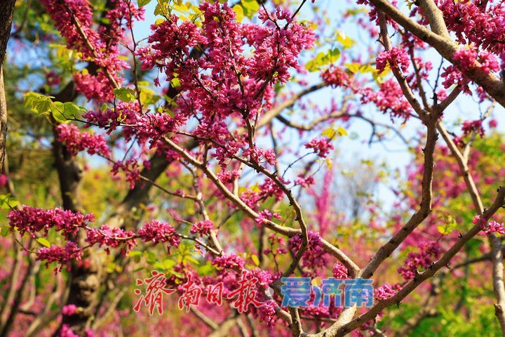 花开满条红 紫荆缀枝头