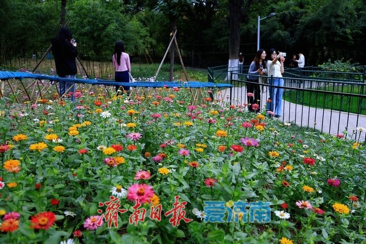 邂逅百日菊花海 解锁泉城晚秋浪漫