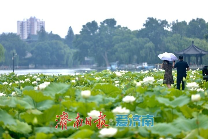 一年四季 泉在济南丨大明湖“白月光”上线 邂逅一池清雅