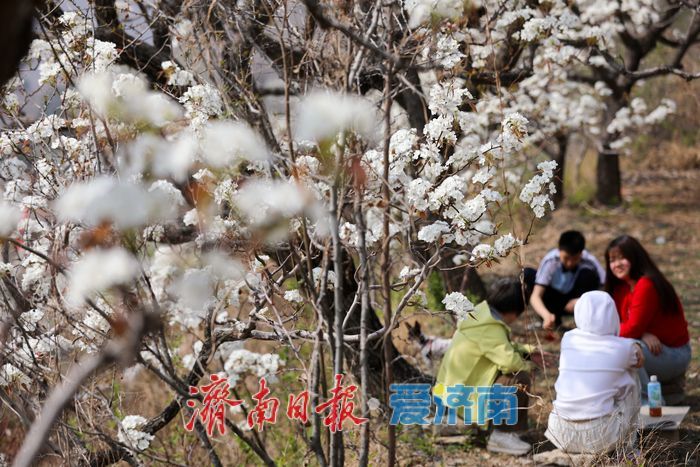 一年四季 “泉”在济南丨千亩梨花白胜雪 踏春赏花正当时