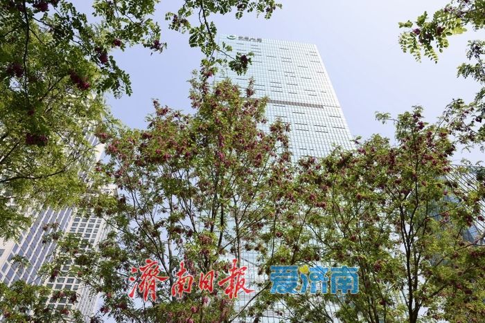 一年四季 泉在济南丨济南CBD槐花盛放 紫韵飘香绘就都市春景