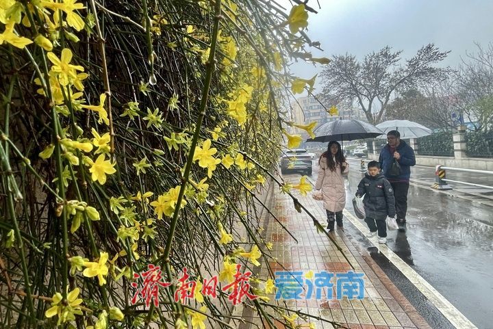 济南春雨降温迎春花俏 未来将有雨雪天气